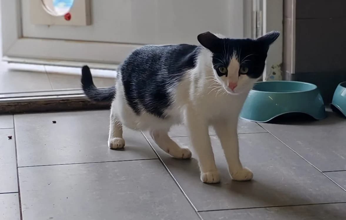 MAKI, male Mixed Breed for adoption at SPA Gennevilliers (Grammont), Gennevilliers