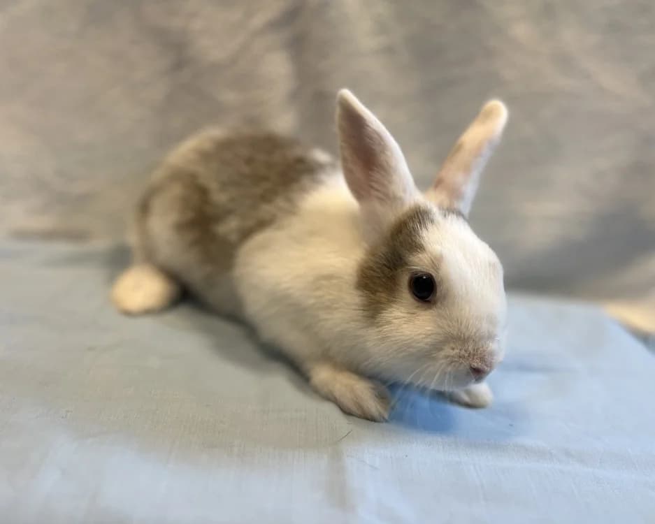 HAPPY, male Mixed Breed for adoption at SPA Gennevilliers (Grammont), Gennevilliers