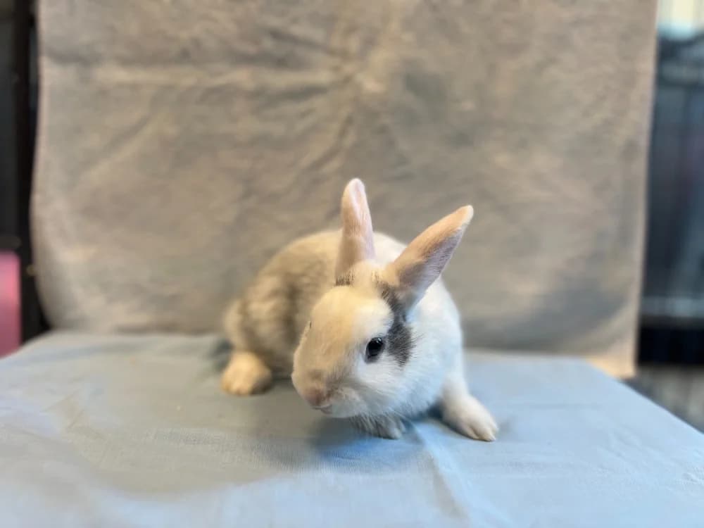 BLUE, female mixed breed for adoption at SPA Gennevilliers (Grammont), Gennevilliers