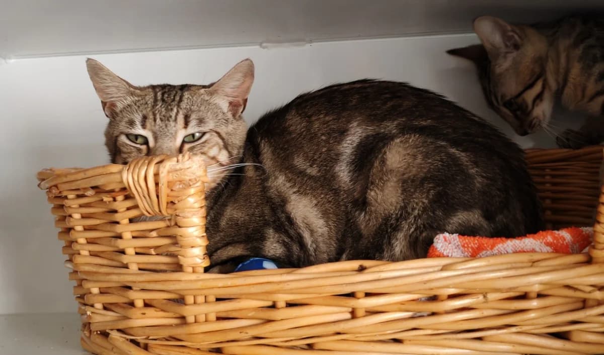 BISCOTTE, female young mixed breed for adoption at SPA Gennevilliers (Grammont), Gennevilliers