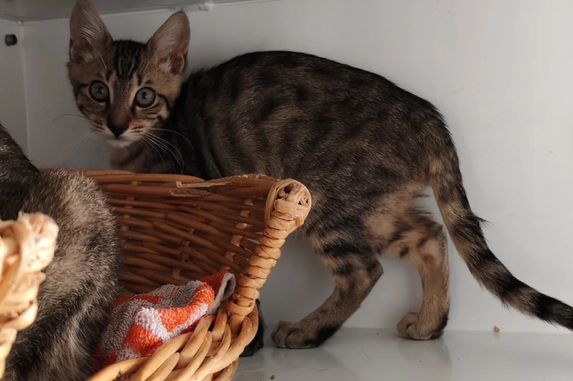 ORAGE, male Mixed Breed for adoption at SPA Gennevilliers (Grammont), Gennevilliers