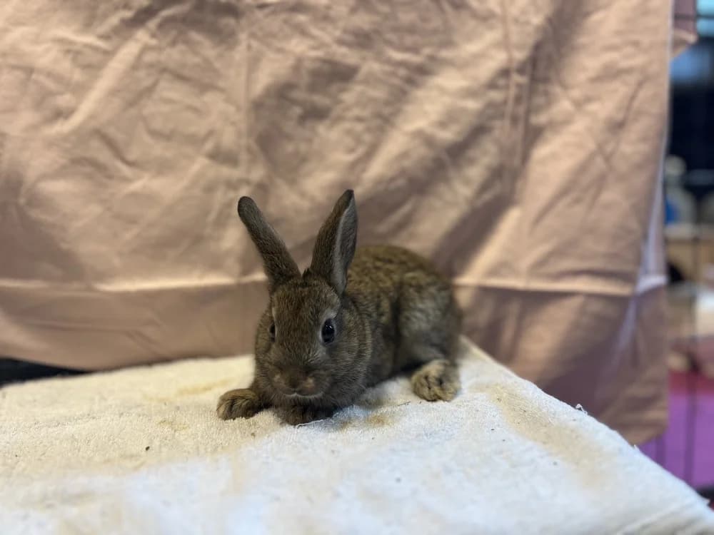 RUMEX, female Mixed Breed for adoption at SPA Gennevilliers (Grammont), Gennevilliers
