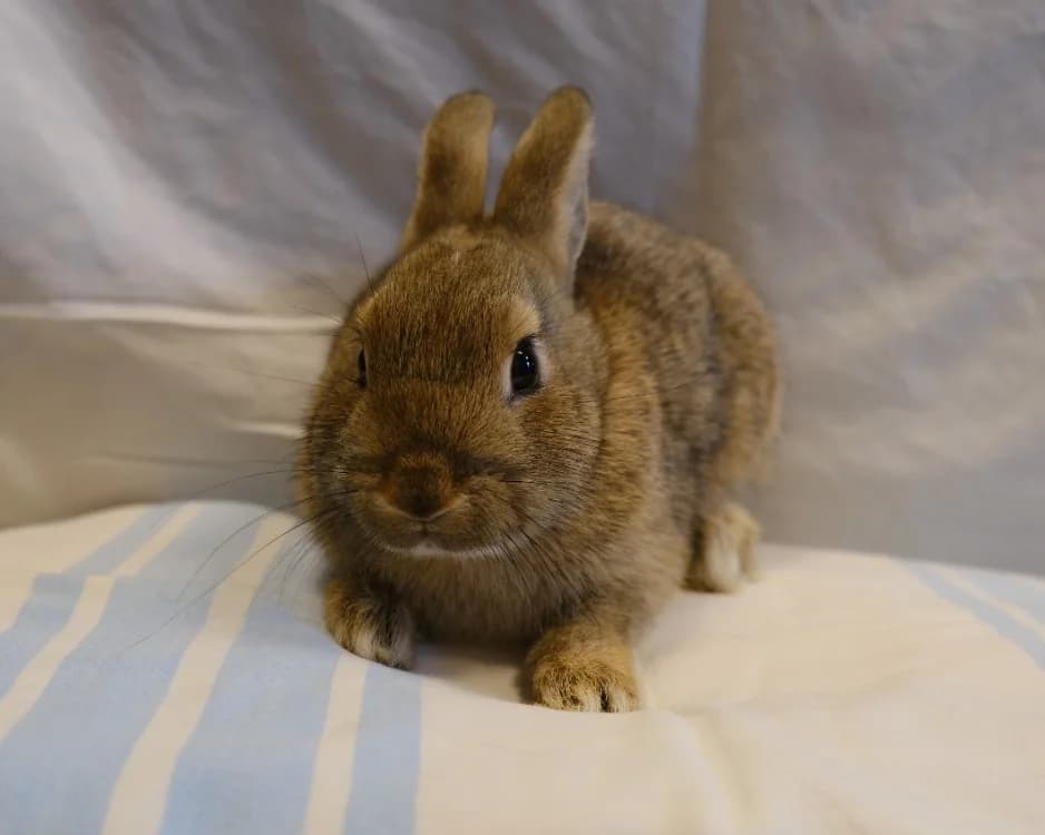 CHIHIRO, male Mixed Breed for adoption at SPA Gennevilliers (Grammont), Gennevilliers