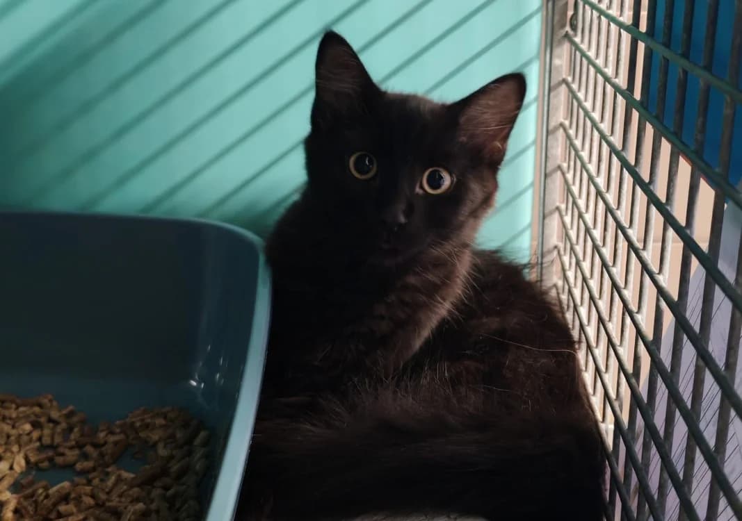 NYLA, male Mixed Breed for adoption at SPA Gennevilliers (Grammont), Gennevilliers