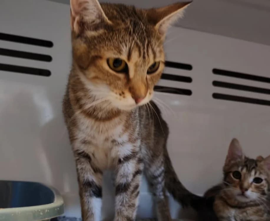 LOUNA, female young mixed breed for adoption at SPA Gennevilliers (Grammont), Gennevilliers
