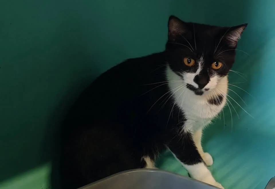 CHATMAILLE, female young Mixed Breed for adoption at SPA Gennevilliers (Grammont), Gennevilliers