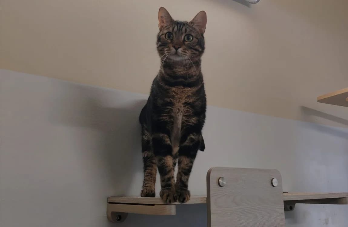 TIGER, male Mixed Breed for adoption at SPA Gennevilliers (Grammont), Gennevilliers