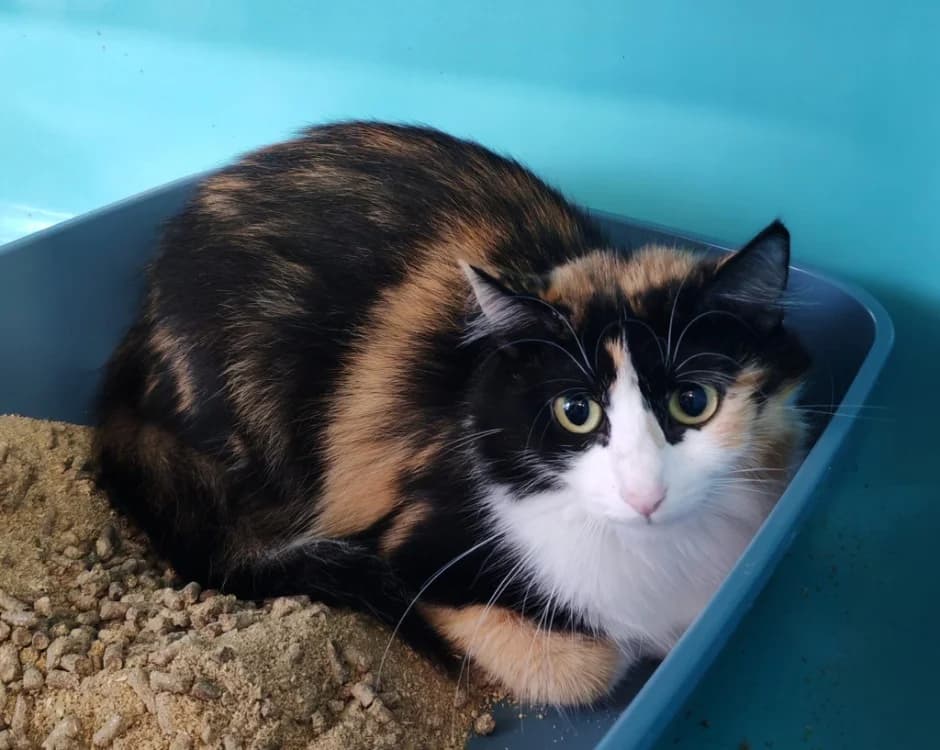 TAMARA, female Mixed Breed for adoption at SPA Gennevilliers (Grammont), Gennevilliers