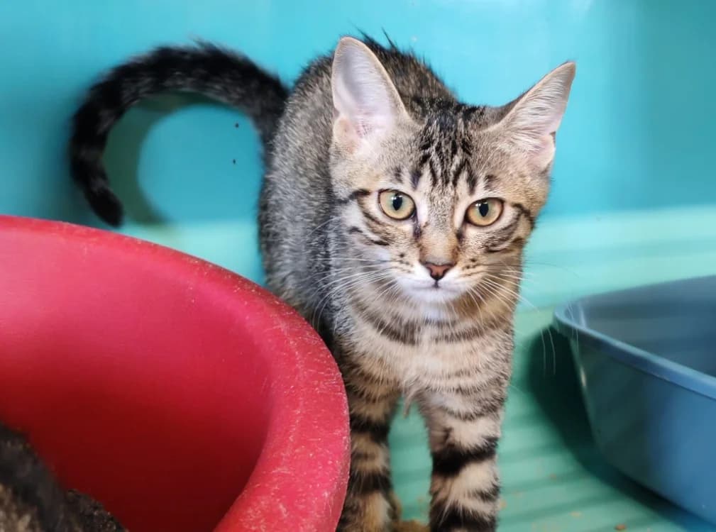 KIRI, male Mixed Breed for adoption at SPA Gennevilliers (Grammont), Gennevilliers