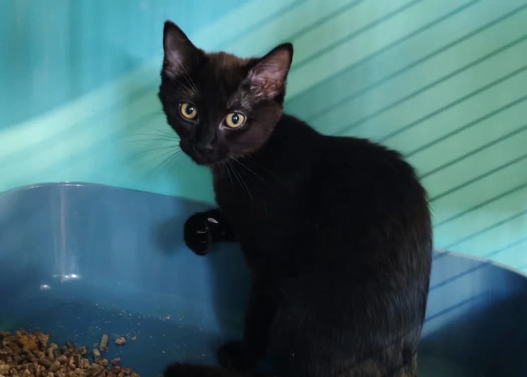 EMMENTAL, female Mixed Breed for adoption at SPA Gennevilliers (Grammont), Gennevilliers