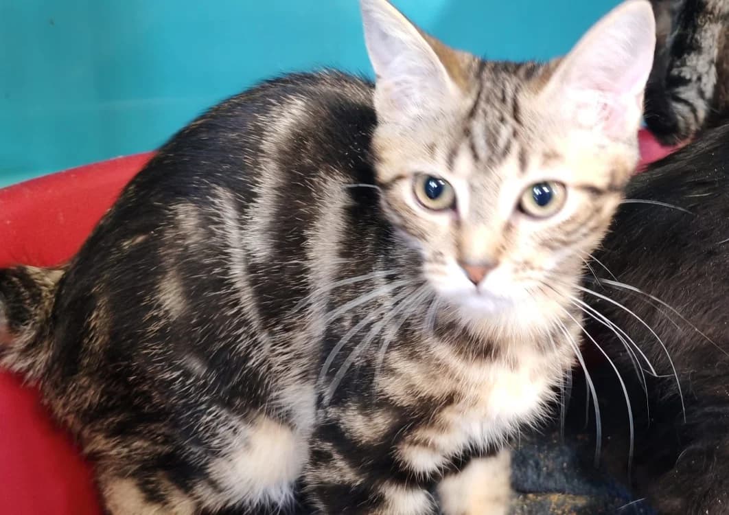 CANTAL, female Mixed Breed for adoption at SPA Gennevilliers (Grammont), Gennevilliers