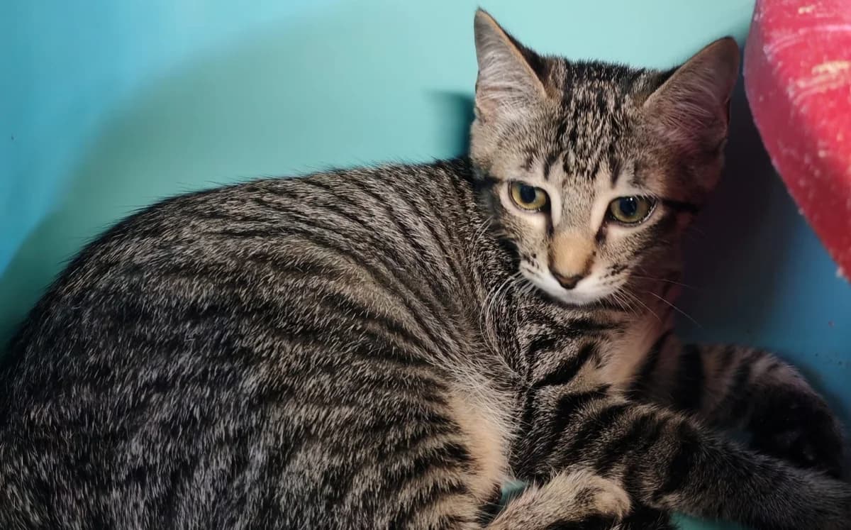 GOUDA, female Mixed Breed for adoption at SPA Gennevilliers (Grammont), Gennevilliers
