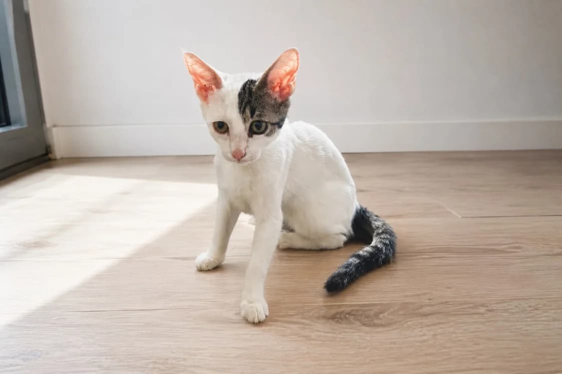 REMUS, female Mixed Breed for adoption at SPA Gennevilliers (Grammont), Gennevilliers