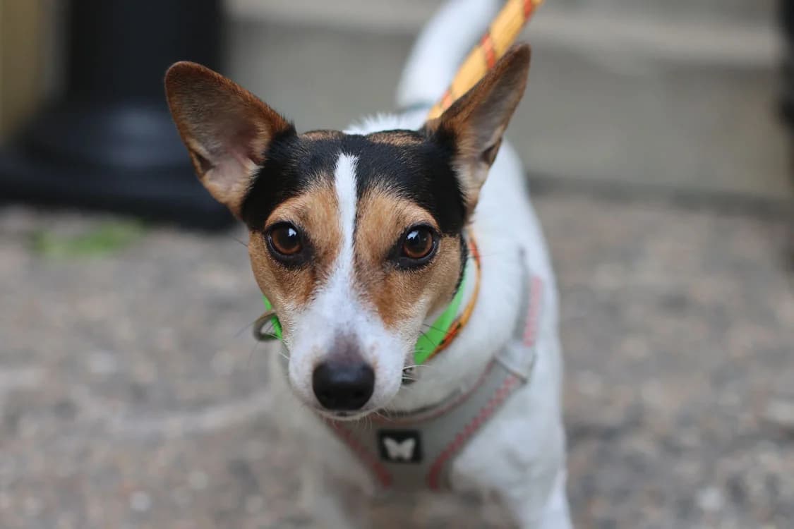 TITEMERE / VOLTA, Jack Russell Terrier (SPA Gennevilliers (Grammont))