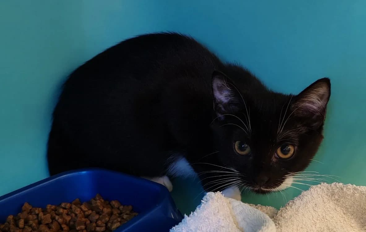 SIOBAN, female Mixed Breed for adoption at SPA Gennevilliers (Grammont), Gennevilliers