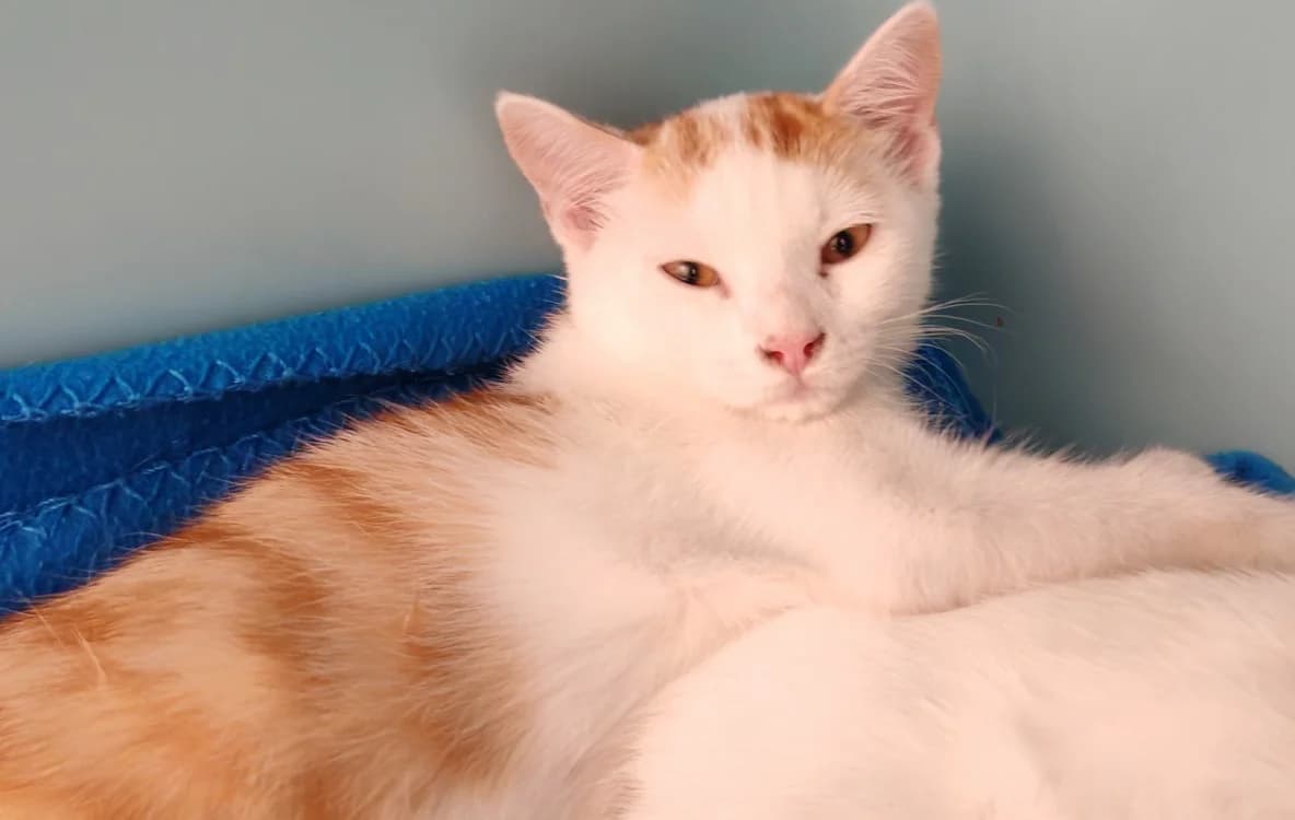 TIM, male Mixed Breed for adoption at SPA Gennevilliers (Grammont), Gennevilliers