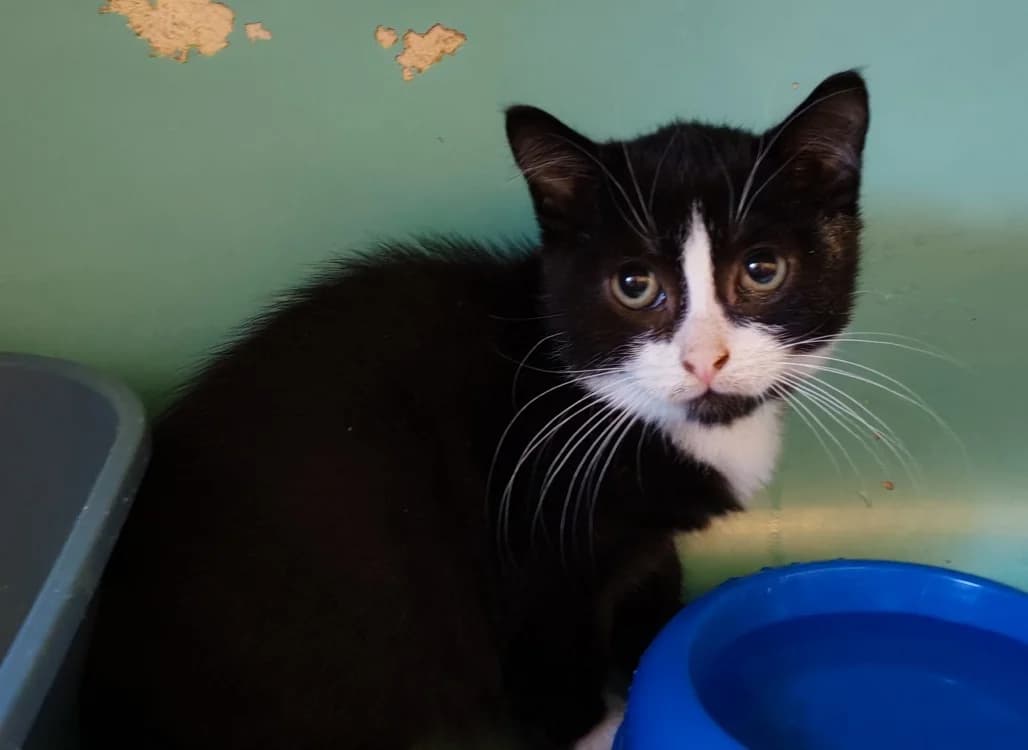 JEEVES, male Mixed Breed for adoption at SPA Gennevilliers (Grammont), Gennevilliers