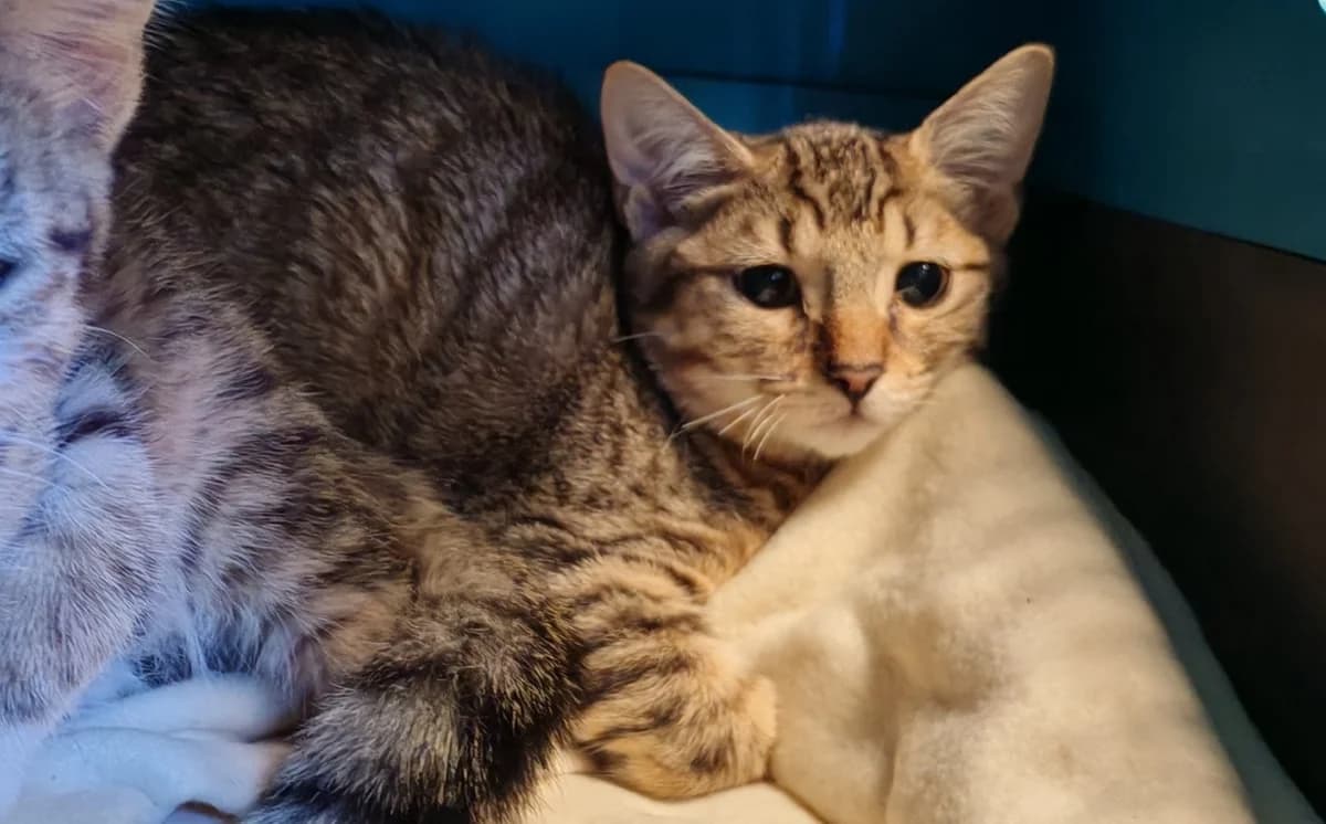 HERMINIE, female puppy Mixed Breed for adoption at SPA Gennevilliers (Grammont), Gennevilliers