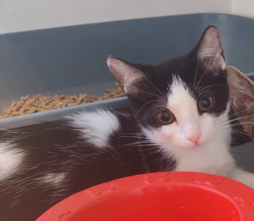 ZOUBIZOU, female Mixed Breed for adoption at SPA Gennevilliers (Grammont), Gennevilliers