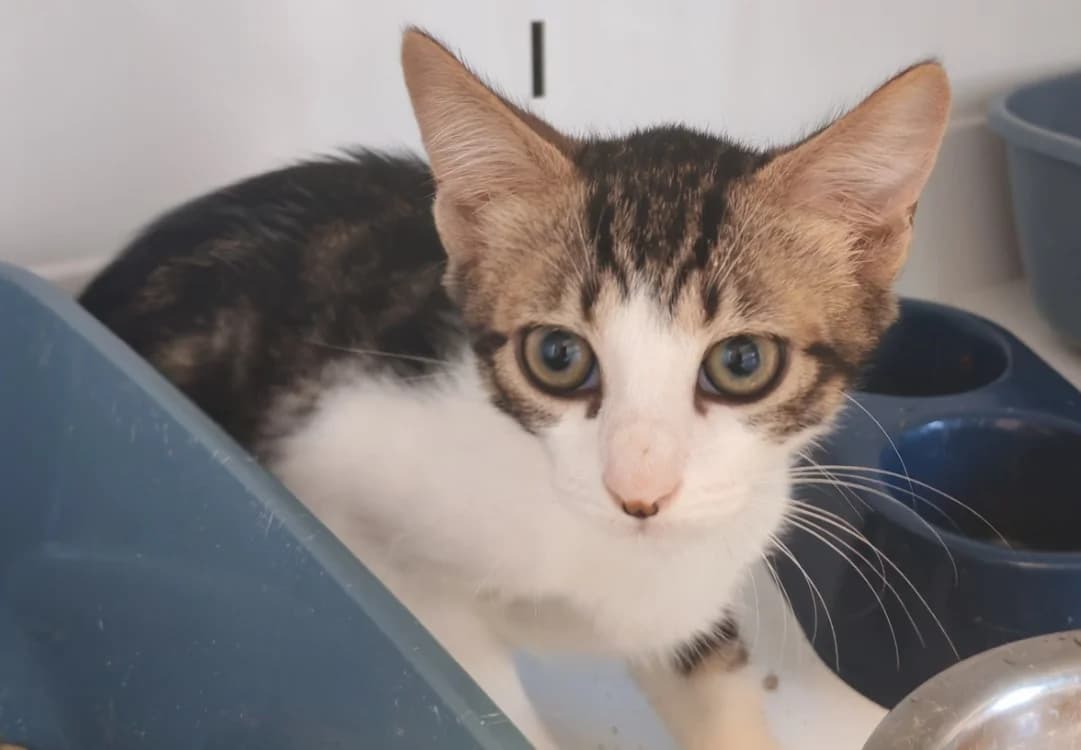 PEYO, male Mixed Breed for adoption at SPA Gennevilliers (Grammont), Gennevilliers
