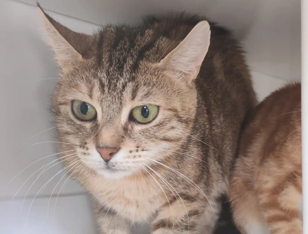 TIGRETTE, female young Mixed Breed for adoption at SPA Gennevilliers (Grammont), Gennevilliers