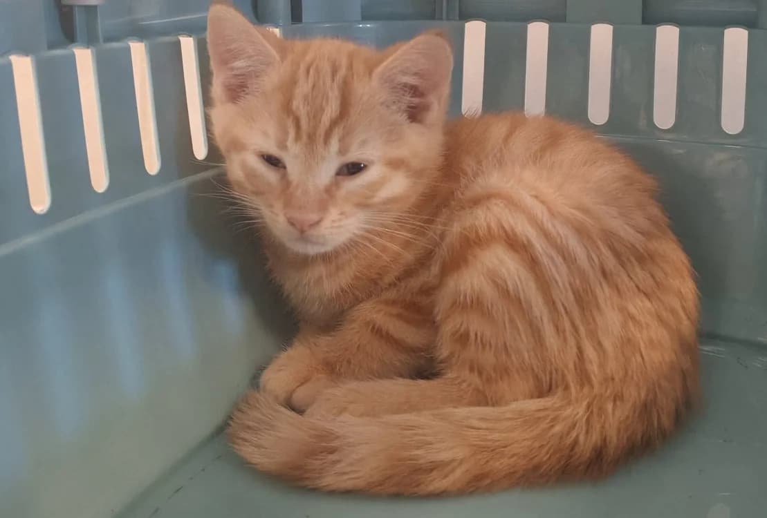 ADORABLE, male Mixed Breed for adoption at SPA Gennevilliers (Grammont), Gennevilliers