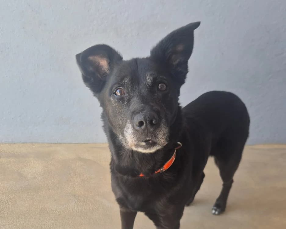 CHICANE, female senior Labrador Retriever for adoption at SPA Gennevilliers (Grammont), Gennevilliers
