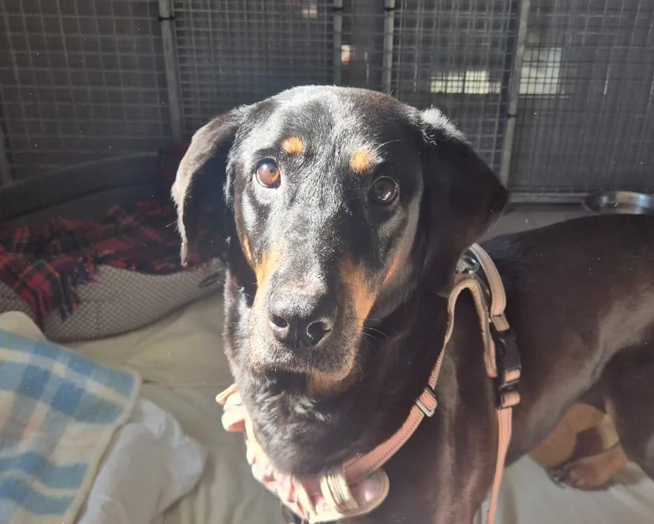 INA, female senior Mixed Breed for adoption at SPA Gennevilliers (Grammont), Gennevilliers