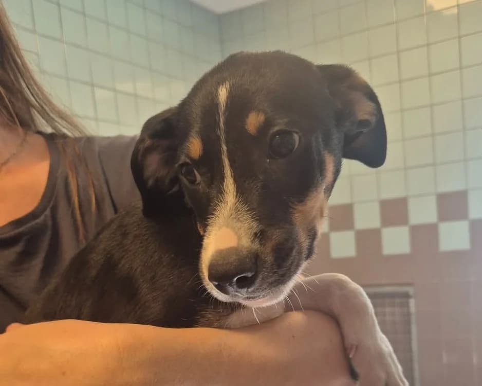 ATCHOUM, male Border Collie for adoption at SPA Gennevilliers (Grammont), Gennevilliers