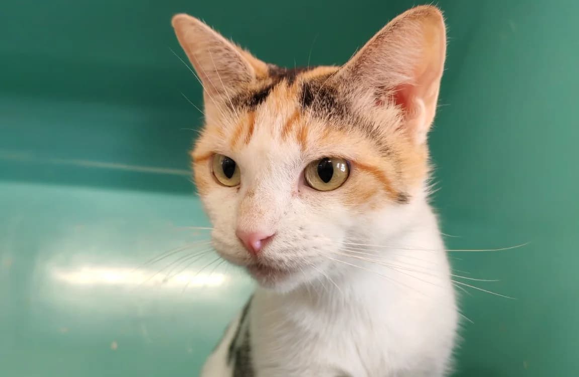HELENE, female young Mixed Breed for adoption at SPA Gennevilliers (Grammont), Gennevilliers