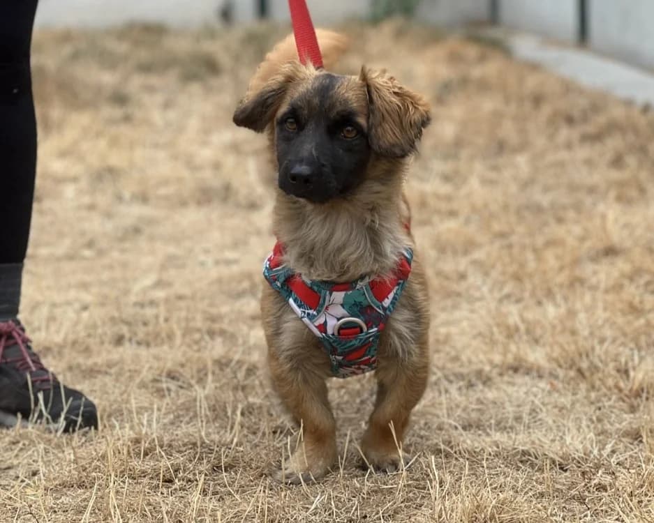 REX, male young Mixed Breed for adoption at SPA Gennevilliers (Grammont), Gennevilliers
