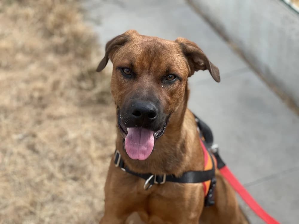 OLYMPE, male young mixed breed for adoption at SPA Gennevilliers (Grammont), Gennevilliers