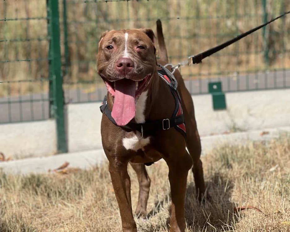 ATHENA, female 3yo Mixed Breed for adoption at SPA Gennevilliers (Grammont), Gennevilliers