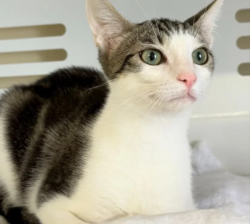 EVE, female Mixed Breed for adoption at SPA Gennevilliers (Grammont), Gennevilliers