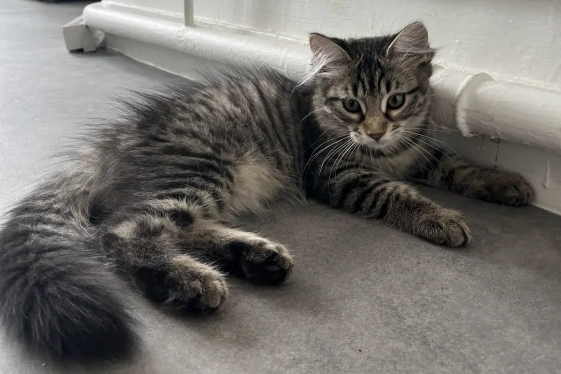 QLOTINETTE, female Mixed Breed for adoption at SPA Gennevilliers (Grammont), Gennevilliers