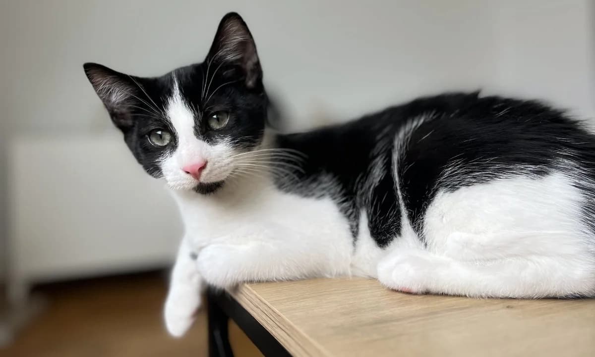 QLOTIN, male Mixed Breed for adoption at SPA Gennevilliers (Grammont), Gennevilliers