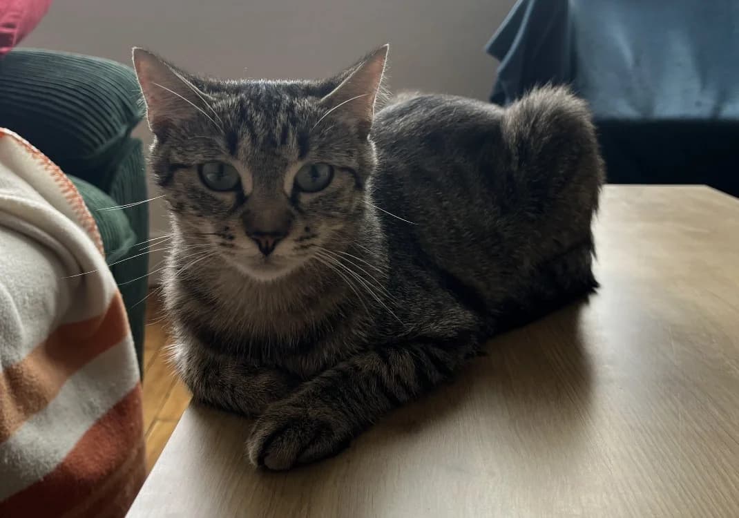 QLOTY, female young Mixed Breed for adoption at SPA Gennevilliers (Grammont), Gennevilliers