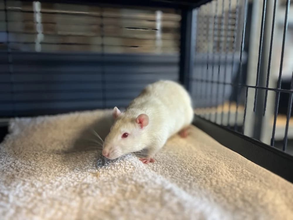 DARWIN, male Mixed Breed for adoption at SPA Gennevilliers (Grammont), Gennevilliers