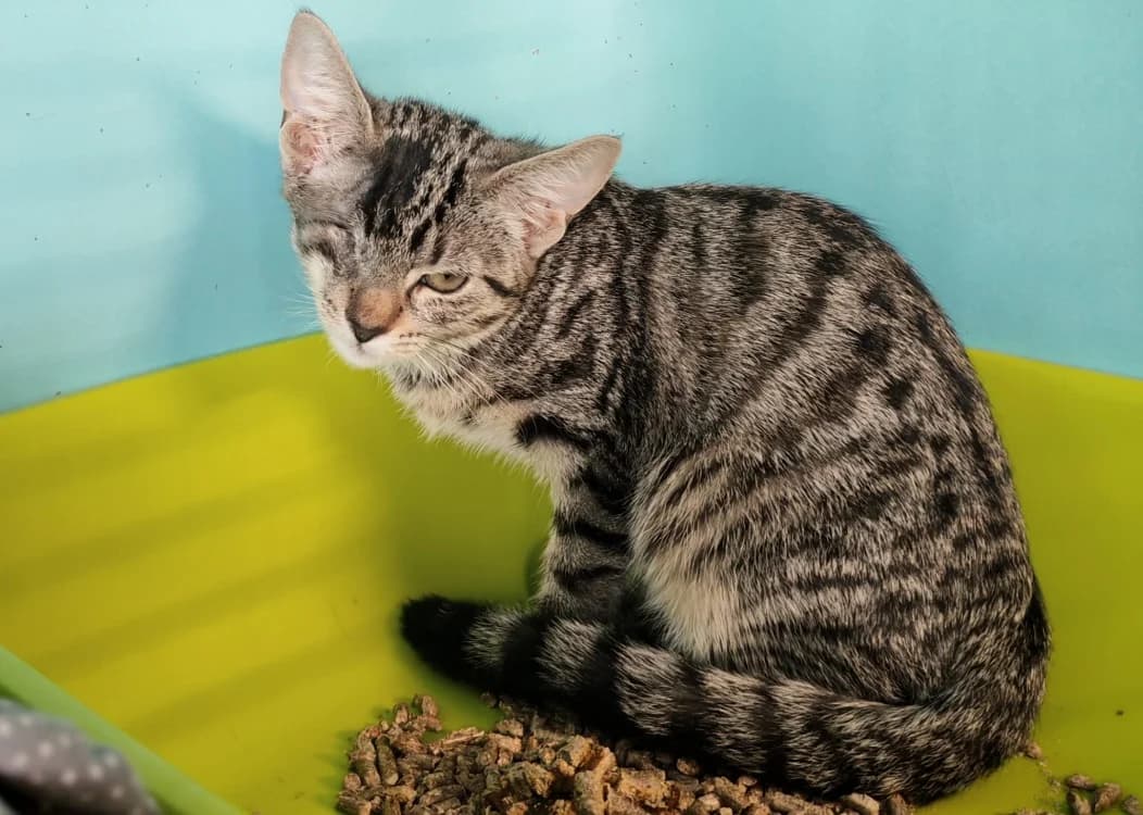 CHAUSSON, female Mixed Breed for adoption at SPA Gennevilliers (Grammont), Gennevilliers