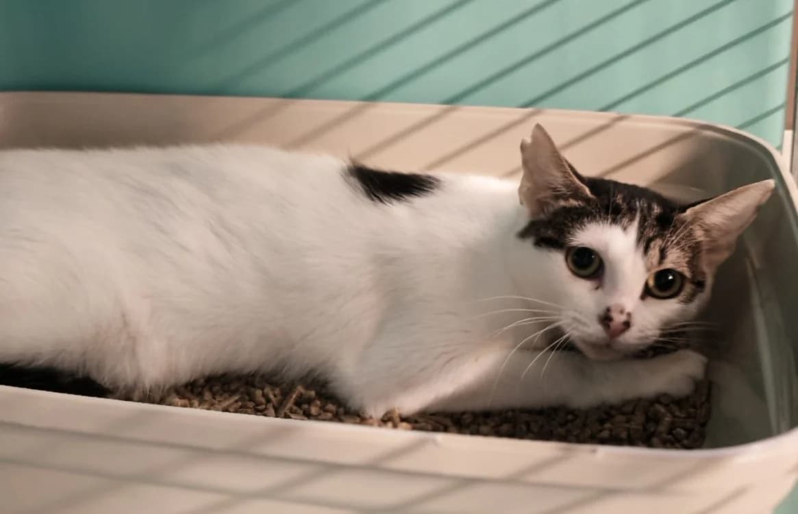 LILOU, female Mixed Breed for adoption at SPA Gennevilliers (Grammont), Gennevilliers