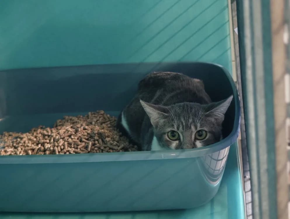 FRICADELLE, female Mixed Breed for adoption at SPA Gennevilliers (Grammont), Gennevilliers