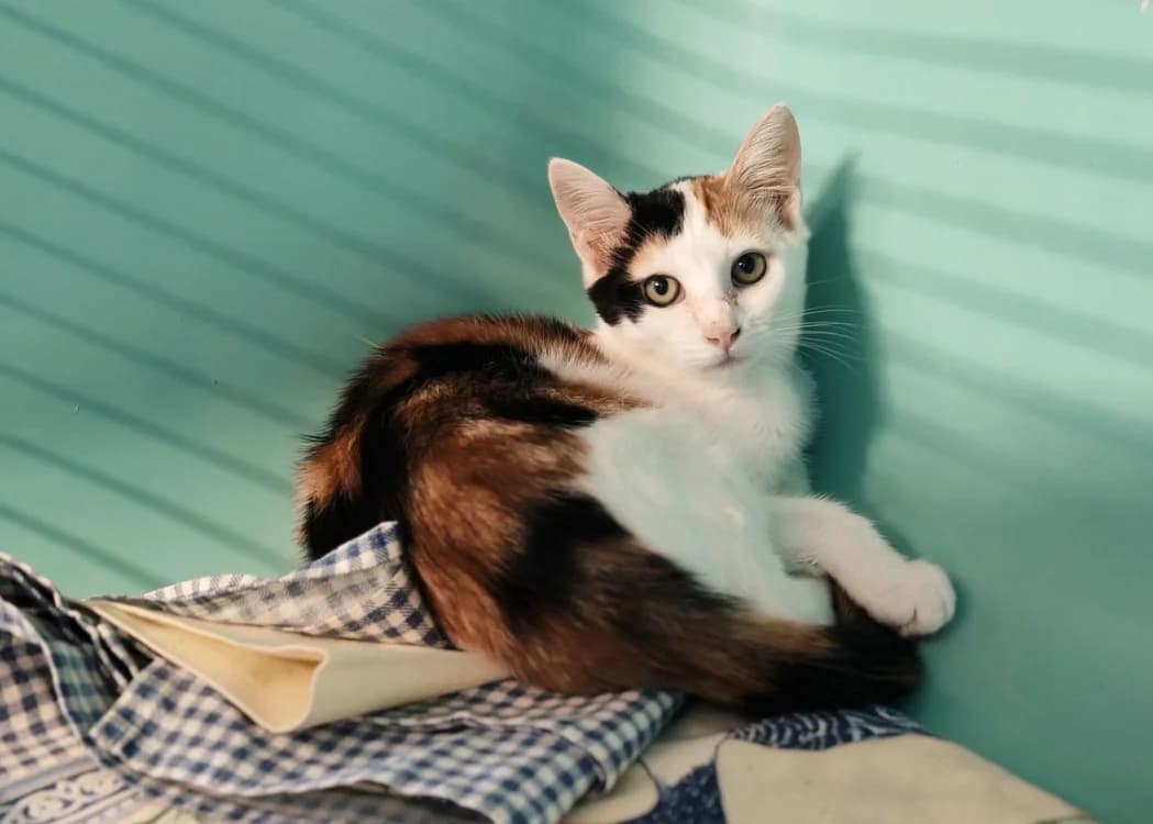 CHICOREE, female Mixed Breed for adoption at SPA Gennevilliers (Grammont), Gennevilliers