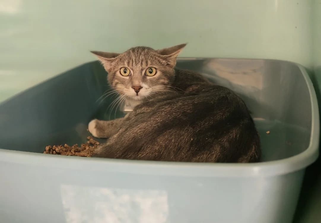 FICELLE, male mixed breed for adoption at SPA Gennevilliers (Grammont), Gennevilliers