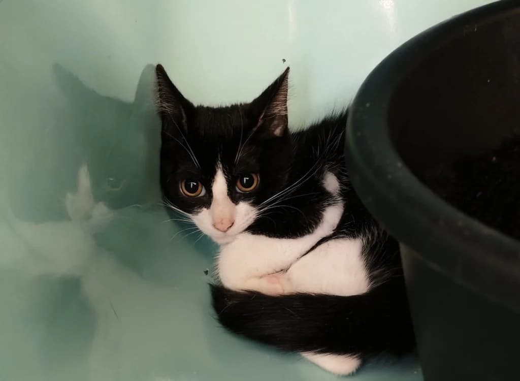 LIVARET, female Mixed Breed for adoption at SPA Gennevilliers (Grammont), Gennevilliers
