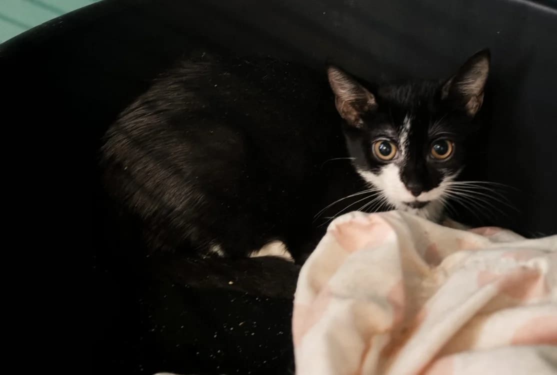 CHABICHOU, female Mixed Breed for adoption at SPA Gennevilliers (Grammont), Gennevilliers