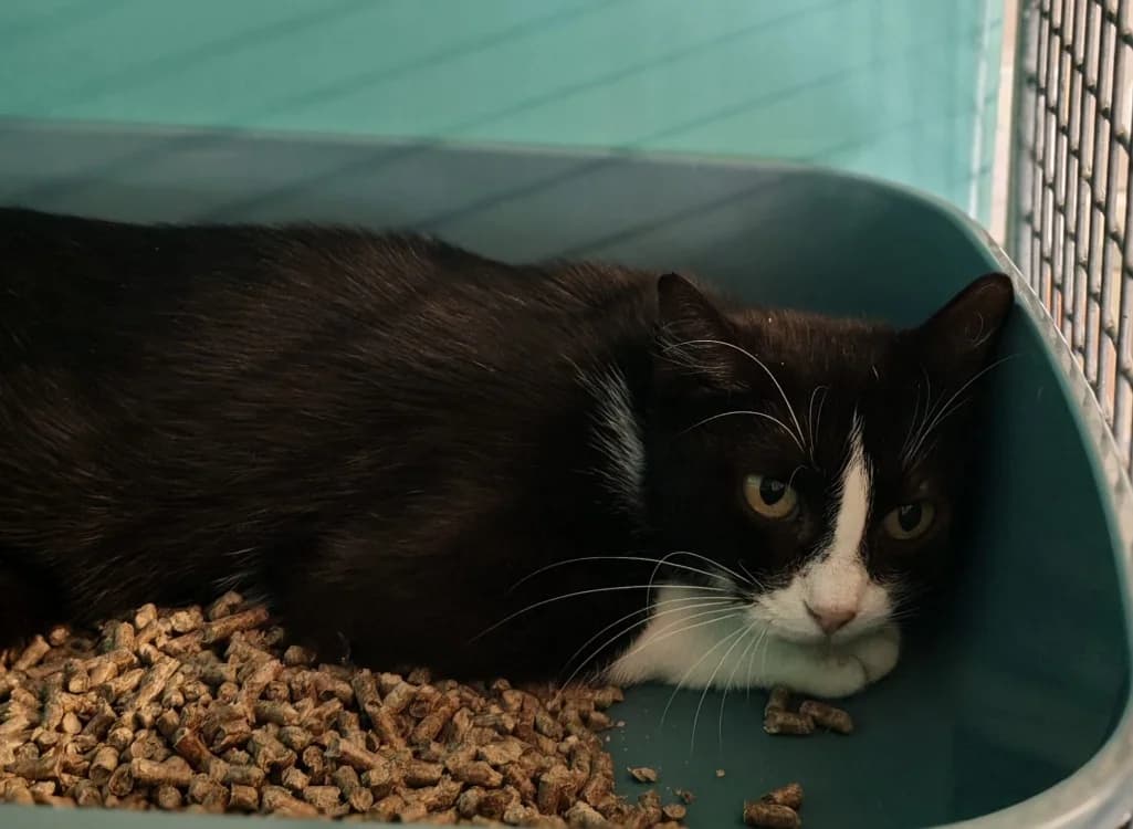 CARBONADE, male Mixed Breed for adoption at SPA Gennevilliers (Grammont), Gennevilliers