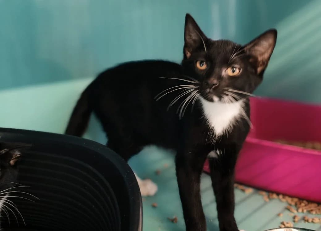BIBOU, male Mixed Breed for adoption at SPA Gennevilliers (Grammont), Gennevilliers