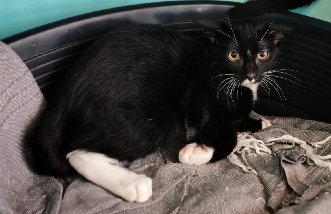 BIRGITT, male Mixed Breed for adoption at SPA Gennevilliers (Grammont), Gennevilliers