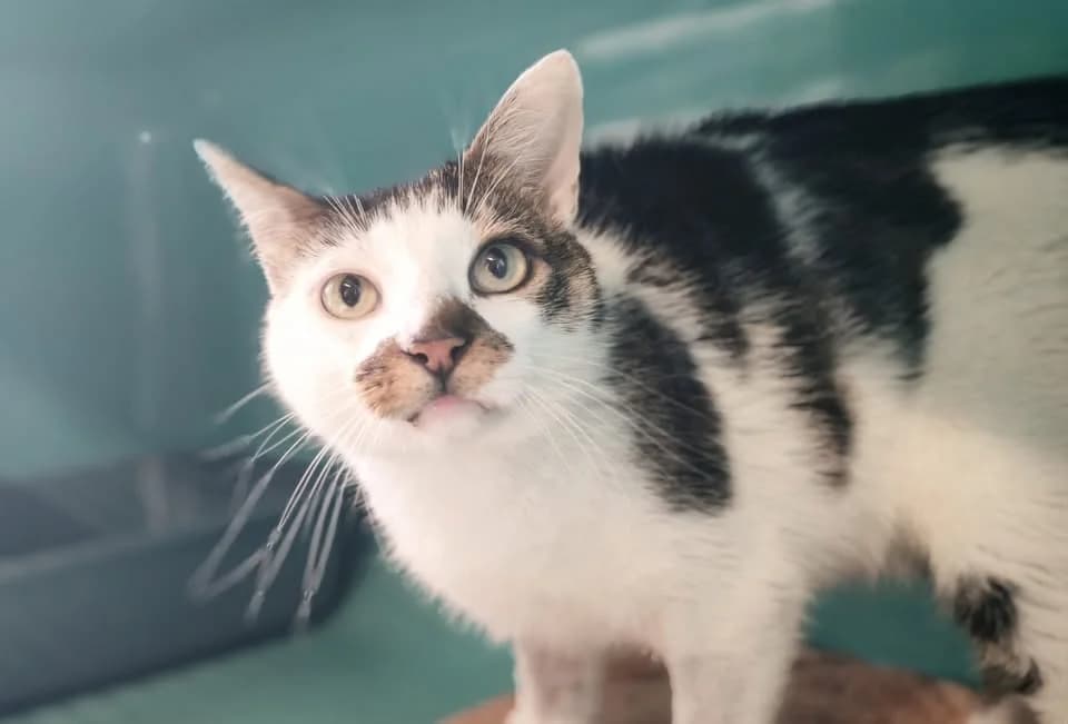 MIKADO, male senior Mixed Breed for adoption at SPA Gennevilliers (Grammont), Gennevilliers