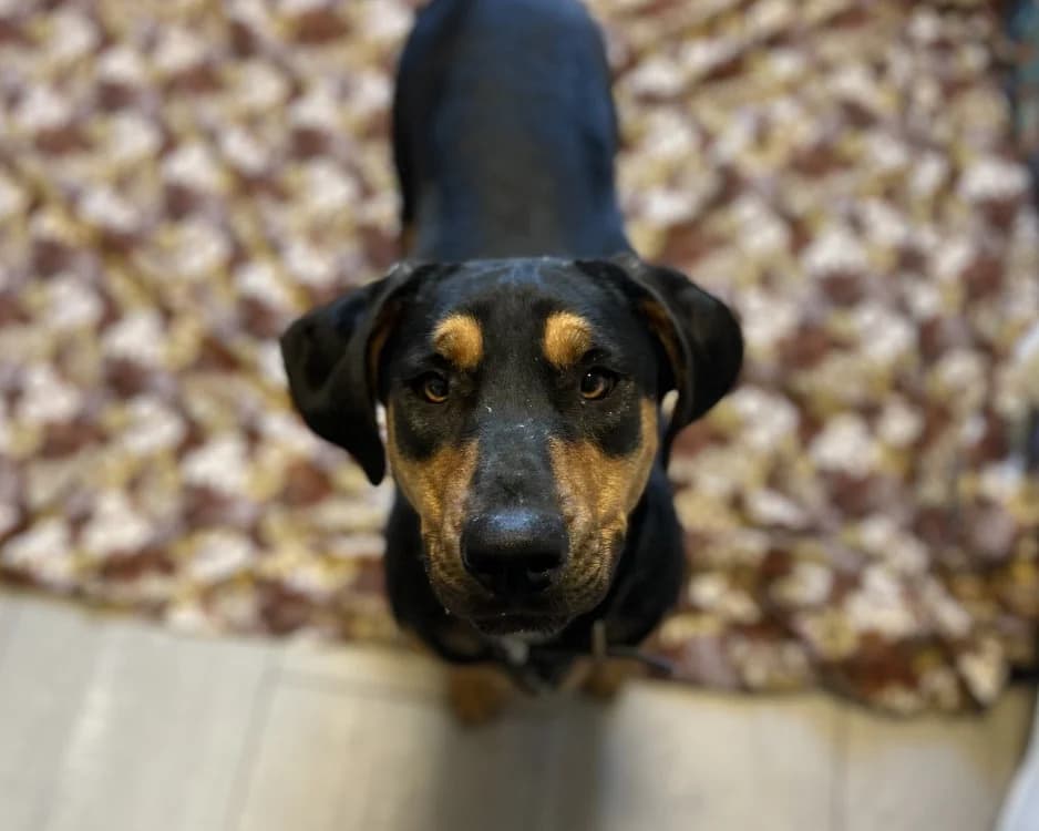 NALA, female Mixed Breed for adoption at SPA Gennevilliers (Grammont), Gennevilliers